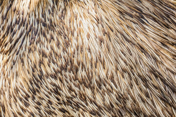 Emu ostrich feathers, closeup view