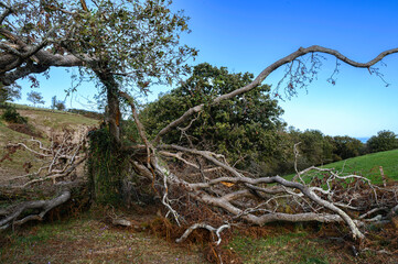 big tree, broken, split by lightning in the middle of the field, of the countryside, dead brown, its broken branches fallen forming an arc, a small refuge, as if embracing the void