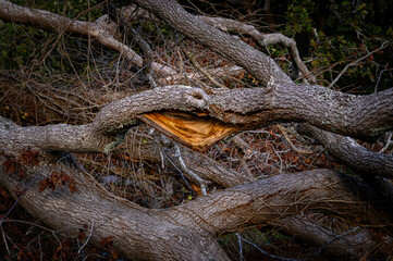 close-up of a large broken tree branch, cracked, with its insides exposed like a mouth screaming for help. Between remains of branches and dead wood due to the action of lightning in the middle of a s