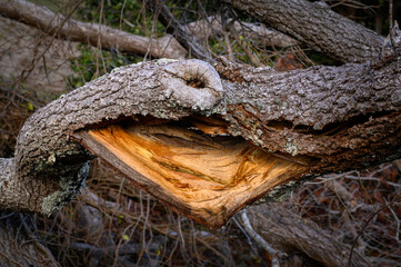 close-up of a large broken tree branch, cracked, with its insides exposed like a mouth screaming for help. Between remains of branches and dead wood due to the action of lightning in the middle of a s