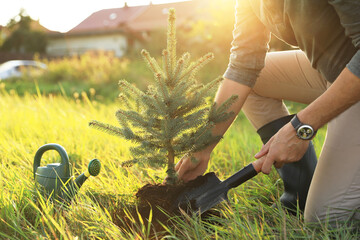 Man planting conifer tree in countryside on sunny day, closeup - obrazy, fototapety, plakaty