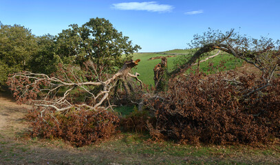 a large tree fallen in half split by lightning, broken into several pieces, in the middle of a green field of fresh grass and a blue sky, death mixes with life, as part of it.
