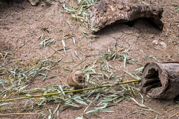 Cute gopher in zoological garden
