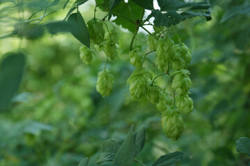 Fresh green hops growing on branch outdoors, closeup