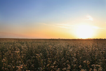 Beautiful view of buckwheat field at sunset