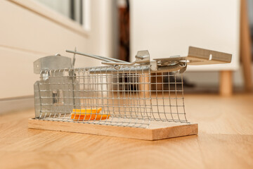 Mousetrap with cheese on floor in room