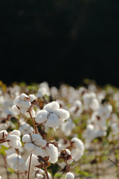 Cotton Bolls Growing in the South