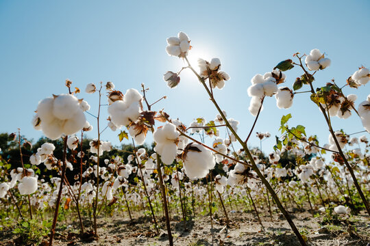 Cotton Farm