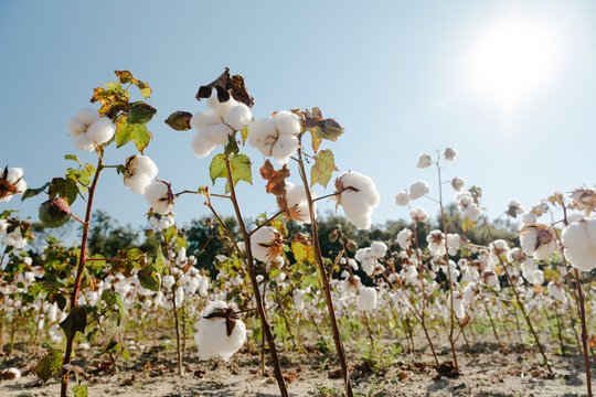 Cotton Field in Alabama