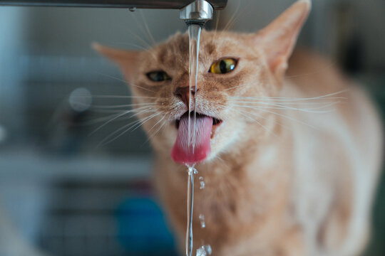 The Abyssinian cat of the fawn color drinks from the tap.