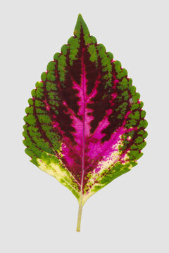 Close-up of pink striped coleus leaf.