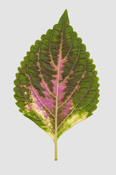 Back of a single leaf of the Coleus plant.