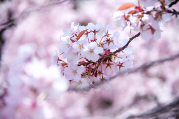 桜の花アップ