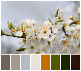 Branch of beautiful blossoming plum tree and color palette. Collage