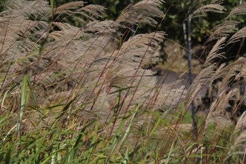 grass in the forest