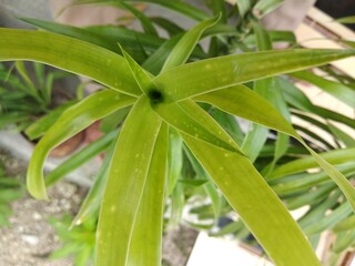 Obraz premium close up of a plant