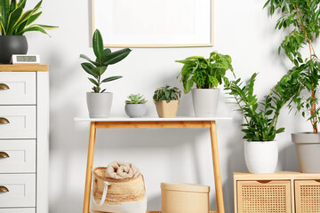 Stylish wooden furniture with beautiful green houseplants near white wall indoors. Interior design