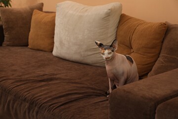 Adorable Sphynx cat sitting on sofa indoors