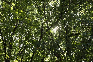 Beautiful tree with fresh green leaves growing outdoors on sunny day