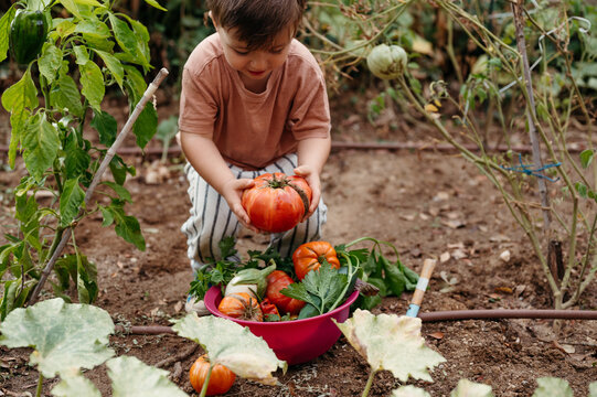 Boy harvesting tomatoes