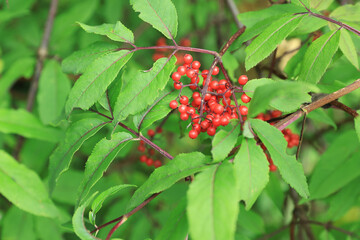 Beautiful guelder rose shrub outdoors at summer, closeup