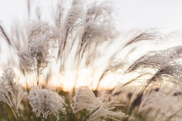 Beautiful golden sunlight shines through soft waying tall dry grasses
