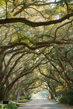 Oak Street Tree Tunnel Magnolia Springs, Alabama