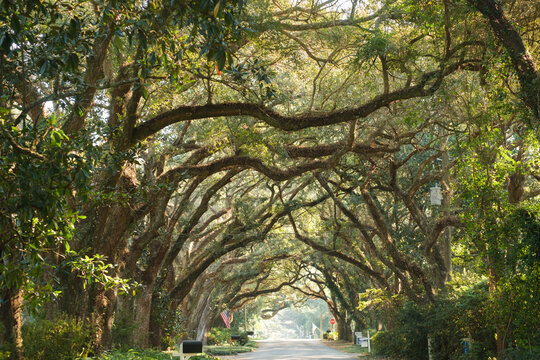 Oak Tree Tunnel in Quaint Southern Town