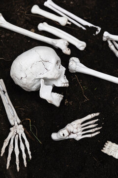 Skull and bones