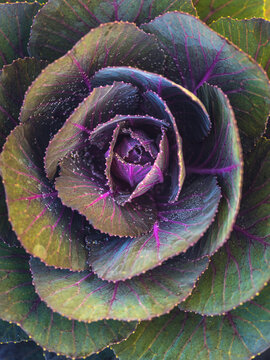green and purple ornamental kale