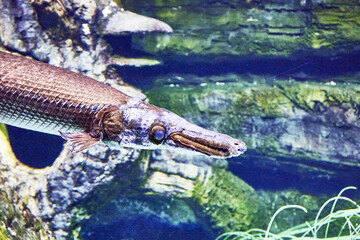 Mississippian carapace Atractosteus spatula in the water among the rocks