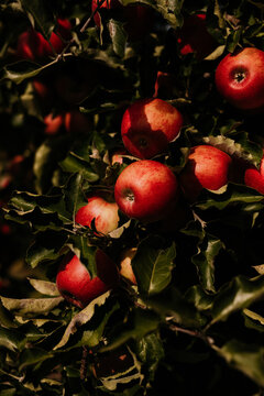 Apple tree