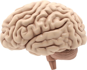 3D human brain side view on a transparent background