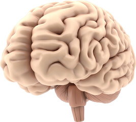 3D human brain on a transparent background