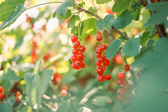 red currant 