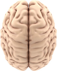 3D human brain top view on a transparent background