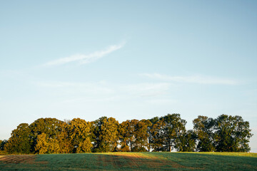 Row of trees at sunrise