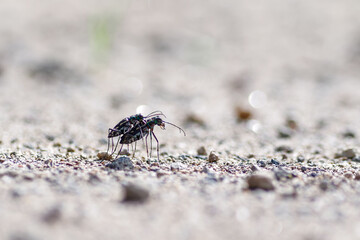 mating session of tiger beetle