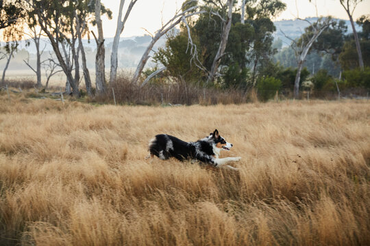 Australian Shepherd in the countryside