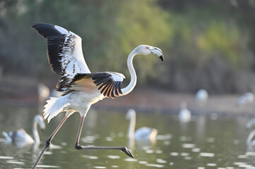 Flamingo in winged flight action