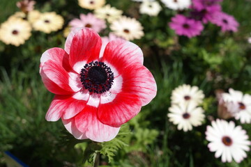 A single anemone flower is in full bloom