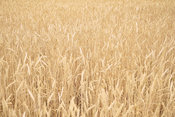 yellow field of ripe wheat close-up background backdrop