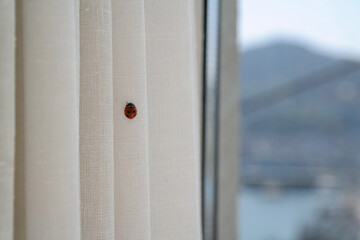a small ladybug on a white curtain © hyungmin