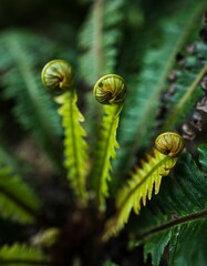 Vertical shot of baby ferns growing in a forest under the sunlight with a blurry background