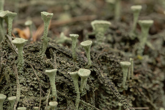 Chrobotek strzępiasty (cladonia fimbriata), Roztocze