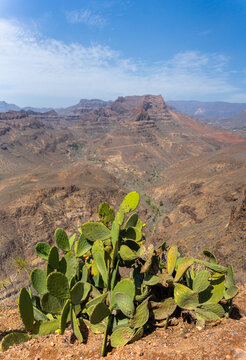 Volcanic Valley And Cactus In Roque Nublo.