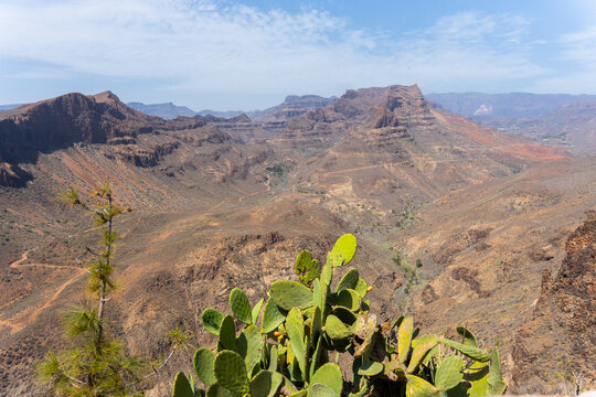 Volcanic Valley And Cactus In Roque Nublo.