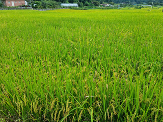 it is summer Green rice field.