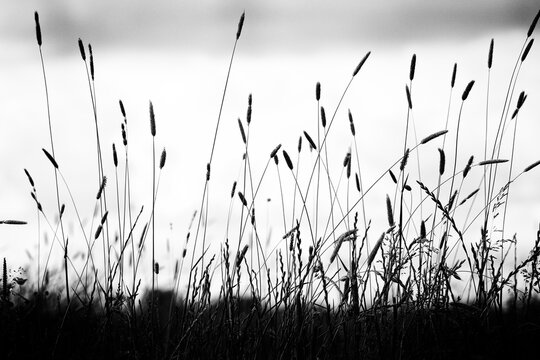 Grass stalks in black and white