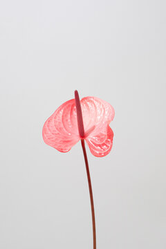 Flamingo flower